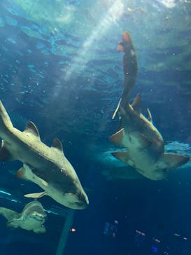 アクアワールド茨城県大洗水族館に投稿された画像（2022/5/6）