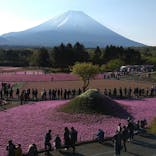 富士芝桜まつり(富士本栖湖リゾート)に投稿された画像（2022/5/4）