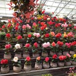 富士花鳥園に投稿された画像（2022/5/4）