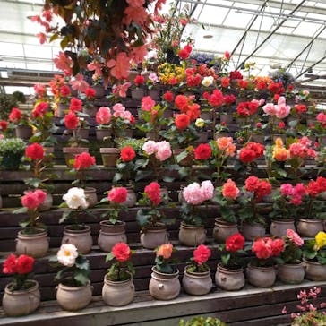 富士花鳥園に投稿された画像（2022/5/4）