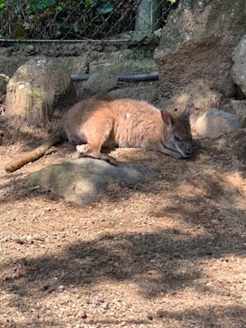 伊豆シャボテン動物公園に投稿された画像（2022/5/6）