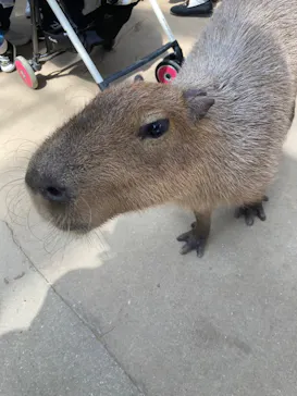 神戸どうぶつ王国に投稿された画像（2022/5/6）
