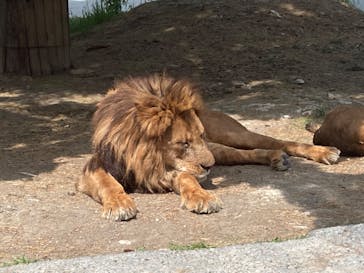 群馬サファリパークに投稿された画像（2022/5/6）