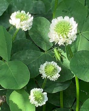 とっとり花回廊に投稿された画像（2022/5/6）