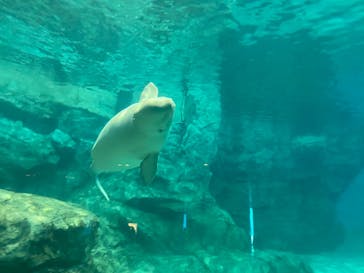 名古屋港水族館に投稿された画像（2022/5/6）