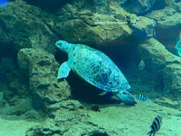 名古屋港水族館に投稿された画像（2022/5/6）