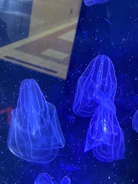 名古屋港水族館に投稿された画像（2022/5/6）