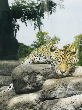 天王寺動物園に投稿された画像（2022/5/6）
