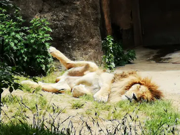 天王寺動物園に投稿された画像（2022/5/6）