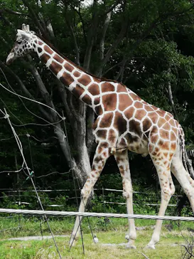 天王寺動物園に投稿された画像（2022/5/6）