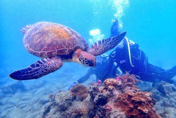 屋久島自然案内に投稿された画像（2022/5/6）