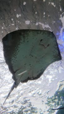 新江ノ島水族館に投稿された画像（2022/5/6）