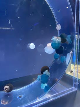 名古屋港水族館に投稿された画像（2022/5/6）