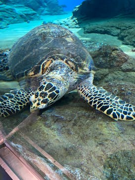 名古屋港水族館に投稿された画像（2022/5/6）