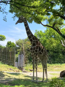 天王寺動物園に投稿された画像（2022/5/6）
