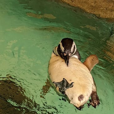 しながわ水族館に投稿された画像（2022/5/6）