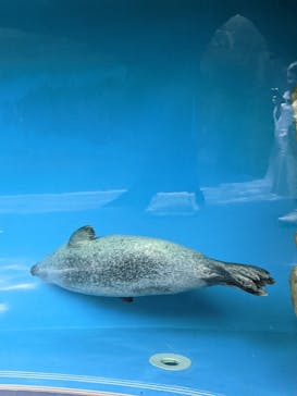しながわ水族館に投稿された画像（2022/5/6）
