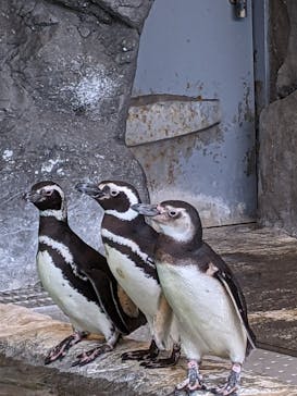 しながわ水族館に投稿された画像（2022/5/6）