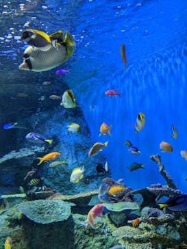 しながわ水族館に投稿された画像（2022/5/6）