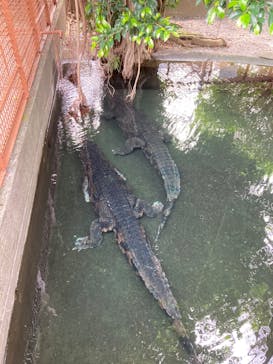 熱川バナナワニ園に投稿された画像（2022/5/6）