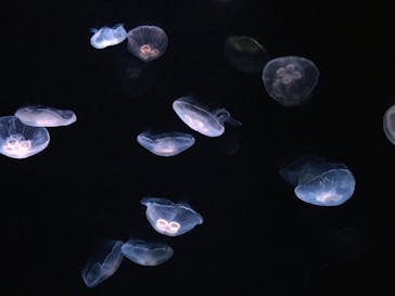 サンシャイン水族館に投稿された画像（2022/5/6）