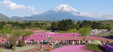富士芝桜まつり(富士本栖湖リゾート)に投稿された画像（2022/5/6）