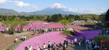 富士芝桜まつり(富士本栖湖リゾート)に投稿された画像（2022/5/6）
