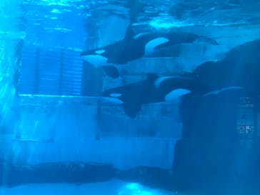 名古屋港水族館に投稿された画像（2022/5/6）