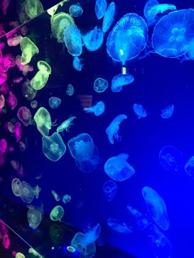 名古屋港水族館に投稿された画像（2022/5/6）