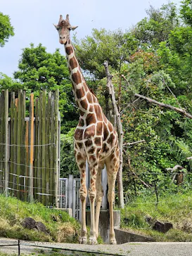 天王寺動物園に投稿された画像（2022/5/6）