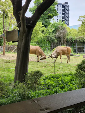 天王寺動物園に投稿された画像（2022/5/6）