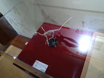 国立科学博物館　特別企画展「ポケモン化石博物館」に投稿された画像（2022/5/6）