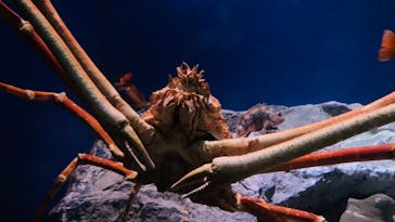 名古屋港水族館に投稿された画像（2022/5/6）