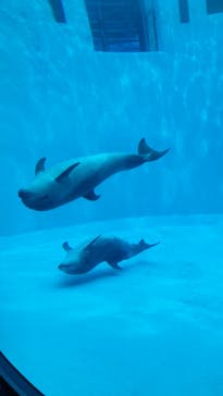 名古屋港水族館に投稿された画像（2022/5/6）