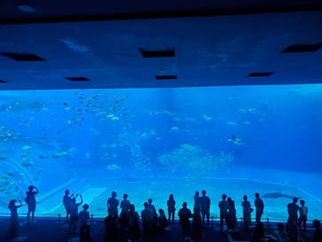 沖縄美ら海水族館に投稿された画像（2022/5/6）