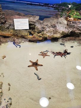 沖縄美ら海水族館に投稿された画像（2022/5/6）