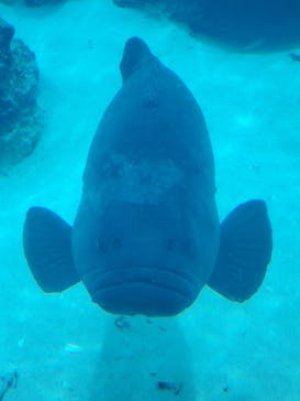 沖縄美ら海水族館に投稿された画像（2022/5/6）