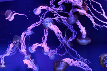 すみだ水族館に投稿された画像（2022/5/6）