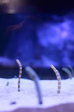 すみだ水族館に投稿された画像（2022/5/6）