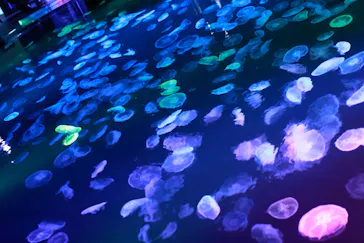 すみだ水族館に投稿された画像（2022/5/6）