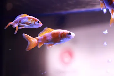 すみだ水族館に投稿された画像（2022/5/6）