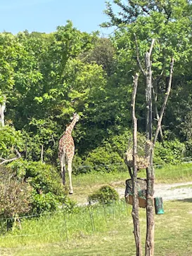 天王寺動物園に投稿された画像（2022/5/6）