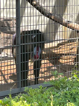 天王寺動物園に投稿された画像（2022/5/6）