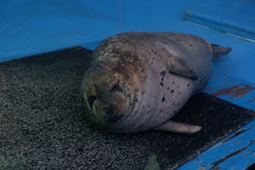 ゼロ距離水族館 伊勢シーパラダイスに投稿された画像（2022/5/6）