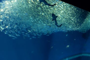 アクアワールド茨城県大洗水族館に投稿された画像（2022/5/6）