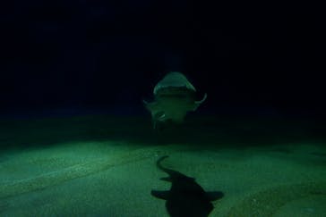 アクアワールド茨城県大洗水族館に投稿された画像（2022/5/6）