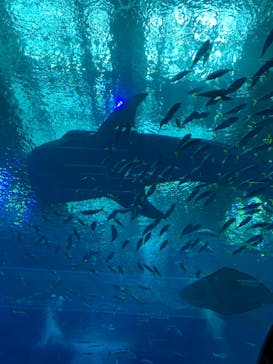 沖縄美ら海水族館に投稿された画像（2022/5/6）