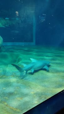 アクアワールド茨城県大洗水族館に投稿された画像（2022/5/6）