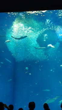 アクアワールド茨城県大洗水族館に投稿された画像（2022/5/6）