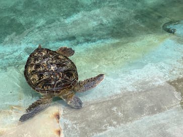 新江ノ島水族館に投稿された画像（2022/5/6）